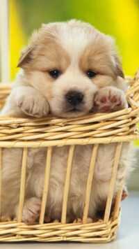 Cute Puppy Wallpaper 10