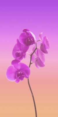 4K Orchid Wallpaper 4