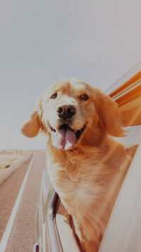 Dog Wallpaper 2