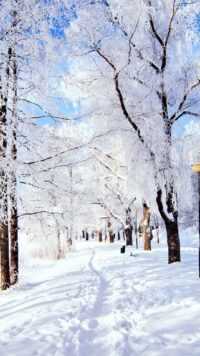 Winter Background 8