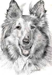 Lassie Wallpaper 5