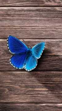 Butterfly Wallpaper 8