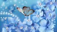 Butterfly Desktop Wallpaper 6