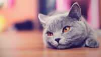 Cat Wallpaper 2