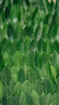 Sage Green Wallpaper 6