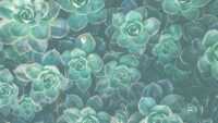 Sage Green Wallpaper 5