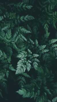 Sage Green Wallpaper 8