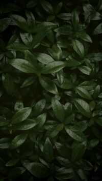 Sage Green Wallpaper 10