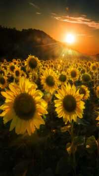 Sunflower Wallpaper 9