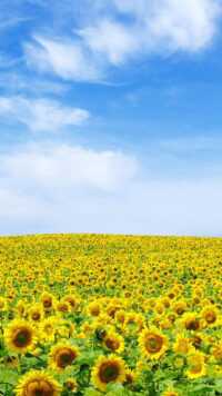 Sunflower Wallpaper 10