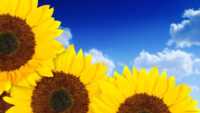 Sunflower Wallpaper 10