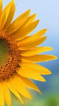 Sunflower Wallpaper 10