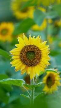 Sunflower Wallpaper 9