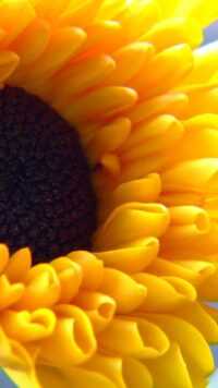 Sunflower Wallpaper 7