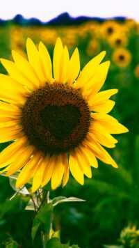 Sunflower Wallpaper 7