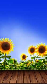 Sunflower Wallpaper 6