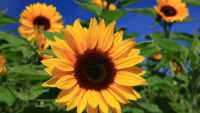 Sunflower Wallpaper 2