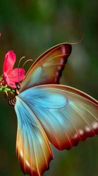 Butterfly Wallpaper 8