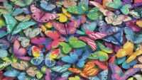 Butterfly Animal Wallpaper 8