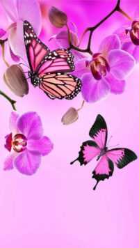 Butterfly Wallpaper 4