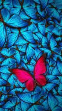 Butterfly Wallpaper 3