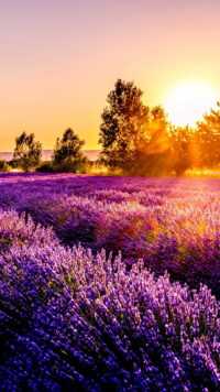 Lavender Wallpaper 10