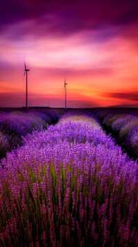 Lavender Wallpaper 6