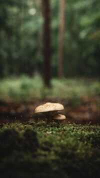 Mushroom Wallpaper 2