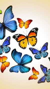 Butterfly Wallpaper 7