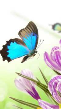 Butterfly Wallpaper 6