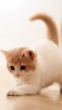 Cat Wallpaper 6