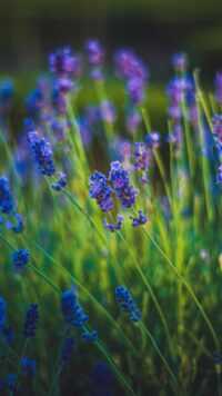 Lavender Wallpaper 6