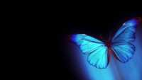 Butterfly Wallpaper 3