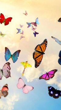 Butterfly Wallpaper 10