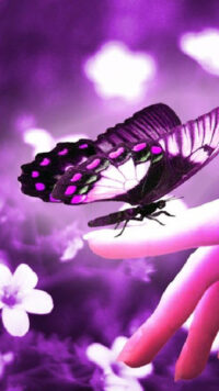 Butterfly Wallpaper 2