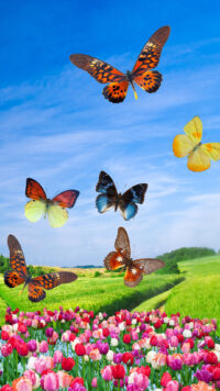 Butterfly Wallpaper 1