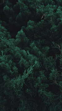 Forest Wallpaper 4