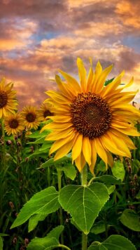 Sunflower Wallpaper 9