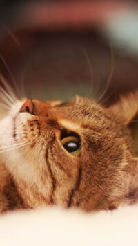 Cat Wallpaper 9