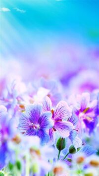 Flower Wallpaper 10