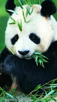 Panda Wallpaper 10