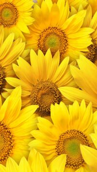 Sunflower Wallpaper 7