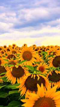 Sunflower Wallpaper 6