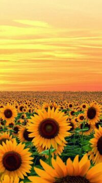 Sunflower Wallpaper 2