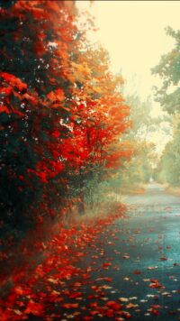 Autumn Wallpapers 10