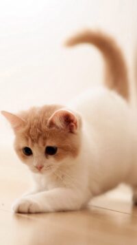 Cat Wallpaper 1