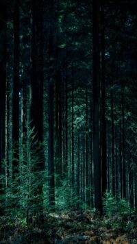 Forest Wallpaper 7