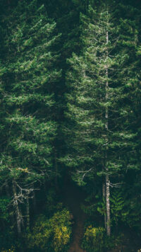 Forest Wallpaper 4