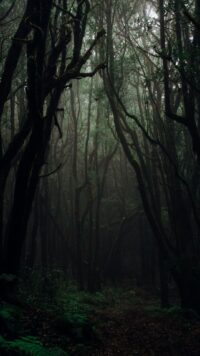 Forest Wallpaper 3