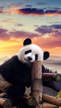 Panda Wallpaper 1